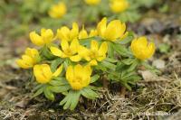Talovín zimní (Eranthis hyemalis)