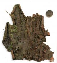 Bříza bělokorá (Betula pendula)