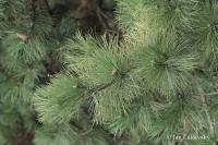Borovice černá (Pinus nigra)