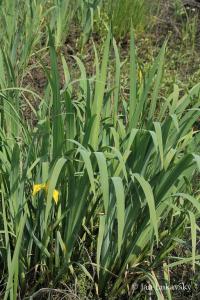 Kosatec žlutý (Iris pseudacorus)