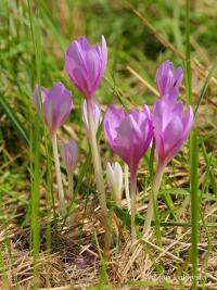 Ocún jesenní (Colchicum autumnale)