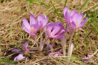 Ocún jesenní (Colchicum autumnale)