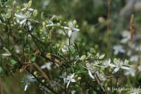 Plamének plotní (Clematis vitalba)