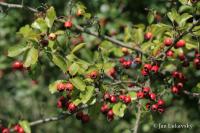 Hloh obecný (Crataegus laevigata)