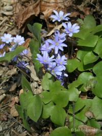 Jaterník podléška (Hepatica nobilis)