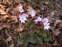 Jaterník podléška (Hepatica nobilis)