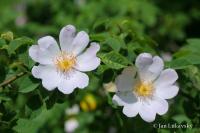 Růže šípková (Rosa canina)