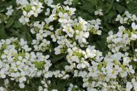 Huseník kavkazský (Arabis caucasica)