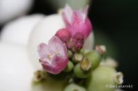 Pámelník bílý (Symphoricarpos albus)