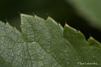 Jarmanka větší (Astrantia major)