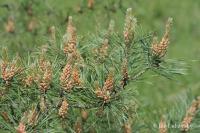 Borovice lesní (Pinus sylvestris)