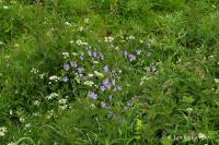 Violka rohatá (Viola cornuta)