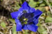 Hořec bezlodyžný (Gentiana acaulis)