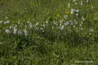 Narcis bílý (Narcissus poeticus subsp radiiflorus)