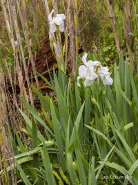 Kosatec německý 'Florentina' (Iris x germanica)