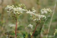 Tužebník jilmový (Filipendula ulmaria)