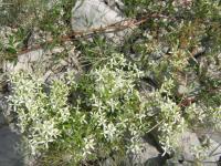 Plamének palčivý (Clematis flammula)