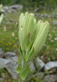 Lilie bělostná (Lilium candidum)