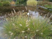 Dochan psárkovitý (Pennisetum alopecuroides)