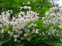 Katalpa trubačovitá (Catalpa bignonioides)