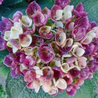 Hortenzie velkolistá 'Magical Four Seasons' (Hydrangea macrophylla)