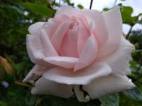 Růže 'New Dawn' (Rosa)