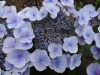 Hortenzie velkolistá (Hydrangea macrophylla)