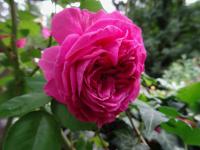 Růže 'Madame Isaac Pereire' (Rosa)
