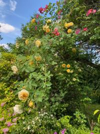 Růže 'Teasing Georgia' - Anglické růže (Rosa)