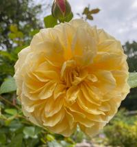 Růže 'Teasing Georgia' - Anglické růže (Rosa)