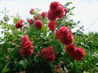 Rosa 'Rosarium Uetersen' ruža rastlina Rosa 'Rosarium Uetersen' ruža rastlina