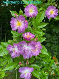 Růže 'Veilchenblau' - Pnoucí růže (Rosa)