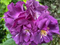 Růže 'Rhapsody in Blue' - Sadové růže (Rosa)