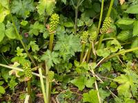 Áron italský (Arum italicum)