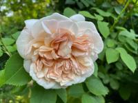 Růže 'Cymbeline' - Anglické růže (Rosa)