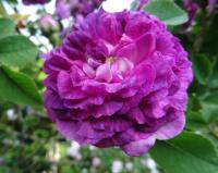 Růže galská 'Belle de Crecy' (Rosa gallica)
