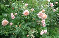 Růže 'Colette' (Rosa)