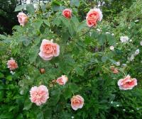 Růže 'Colette' (Rosa)