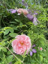 Růže 'Kir Royal' - Pnoucí růže (Rosa)