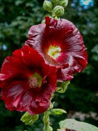 Topolovka růžová (Alcea rosea)