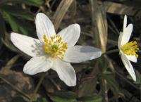 Sasanka hajní (Anemone nemorosa)
