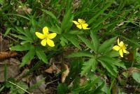 Sasanka pryskyřníkovitá (Anemone ranunculoides)