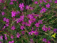 Hvozdík kropenatý (Dianthus deltoides)