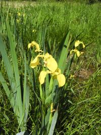 Kosatec žlutý (Iris pseudacorus)