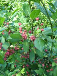 Brslen evropský (Euonymus europaeus)