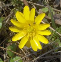 Orsej jarní (Ficaria verna)