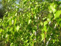 Bříza bělokorá (Betula pendula)