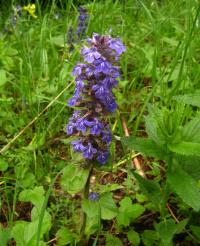 Zběhovec plazivý (Ajuga reptans)