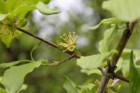 Dřín jarní (Cornus mas)