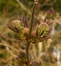Bez červený (Sambucus racemosa)